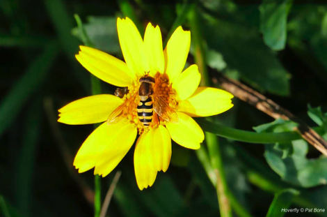 Hoverfly